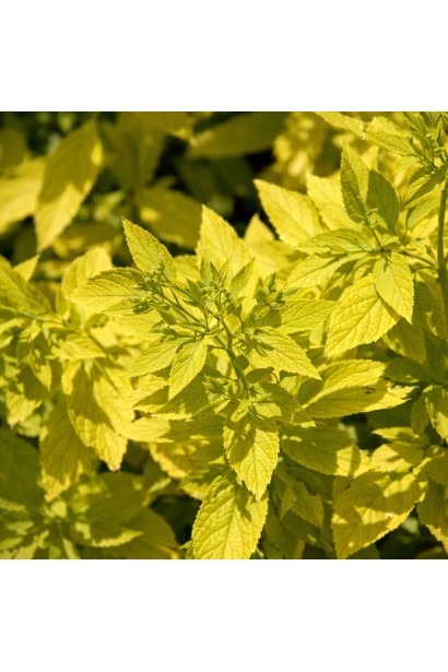 Спірея White Gold листя